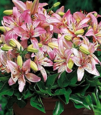 Lilie Pink Pixie - Lilium - cibule lilií - 1 ks