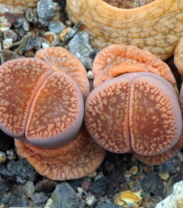 Lithops euniceae Fluminalis - semena lithopsu - 10 ks