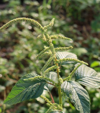 Laskavec Green Giant - Amaranthus tricolor - semena laskavce - 400 ks