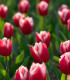 Tulipán Canasta - Tulipa - cibule tulipánu - 3 ks