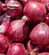 Cibule sazečka zimní Rote Winter - Allium cepa - cibulky - 50 ks