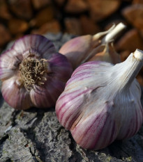 Sadbový česnek Janko - Allium sativum - paličák - cibule česneku - 1 balení