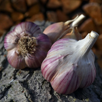 Sadbový česnek Janko - Allium sativum - paličák - cibule česneku - 1 balení