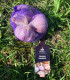 Sadbový česnek Slavin II - Allium sativum - paličák - cibule česneku - 1 balení