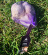 Sadbový česnek Havran - Allium sativum - ozimý paličák - cibule česneku - 1 balení