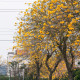 Tabebuja chrysotricha - Handroanthus chrysotrichus - semena tabebuji - 5 ks