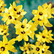 Duhovice Yellow Emperor - Ixias - hlízy duhovice - 3 ks