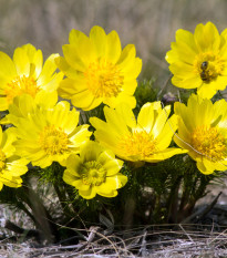 Hlaváček jarní - Adonis vernalis - semena hlaváčku - 10 ks