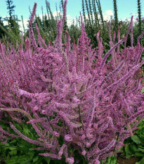 Limonka širokolistá Suworova -  Limonium suworowii - semena limonky - 800 ks