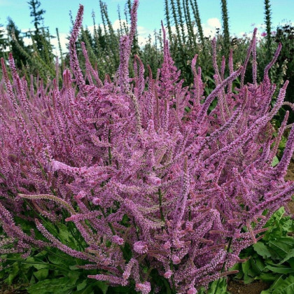 Limonka širokolistá Suworova -  Limonium suworowii - semena limonky - 0,2 g