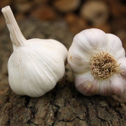 Sadbový česnek Benátčan - Allium sativum - nepaličák - cibule česneku - 1 balení