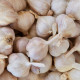 Sadbový česnek Benátčan - Allium sativum - nepaličák - cibule česneku - 1 balení