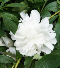 Pivoňka Gardenia - Paeonia lactiflora - hlízy pivoňky - 1 ks