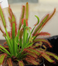 Rosnatka kapská Compact Rosette - Drosera capensis - semena rosnatky - 15 ks