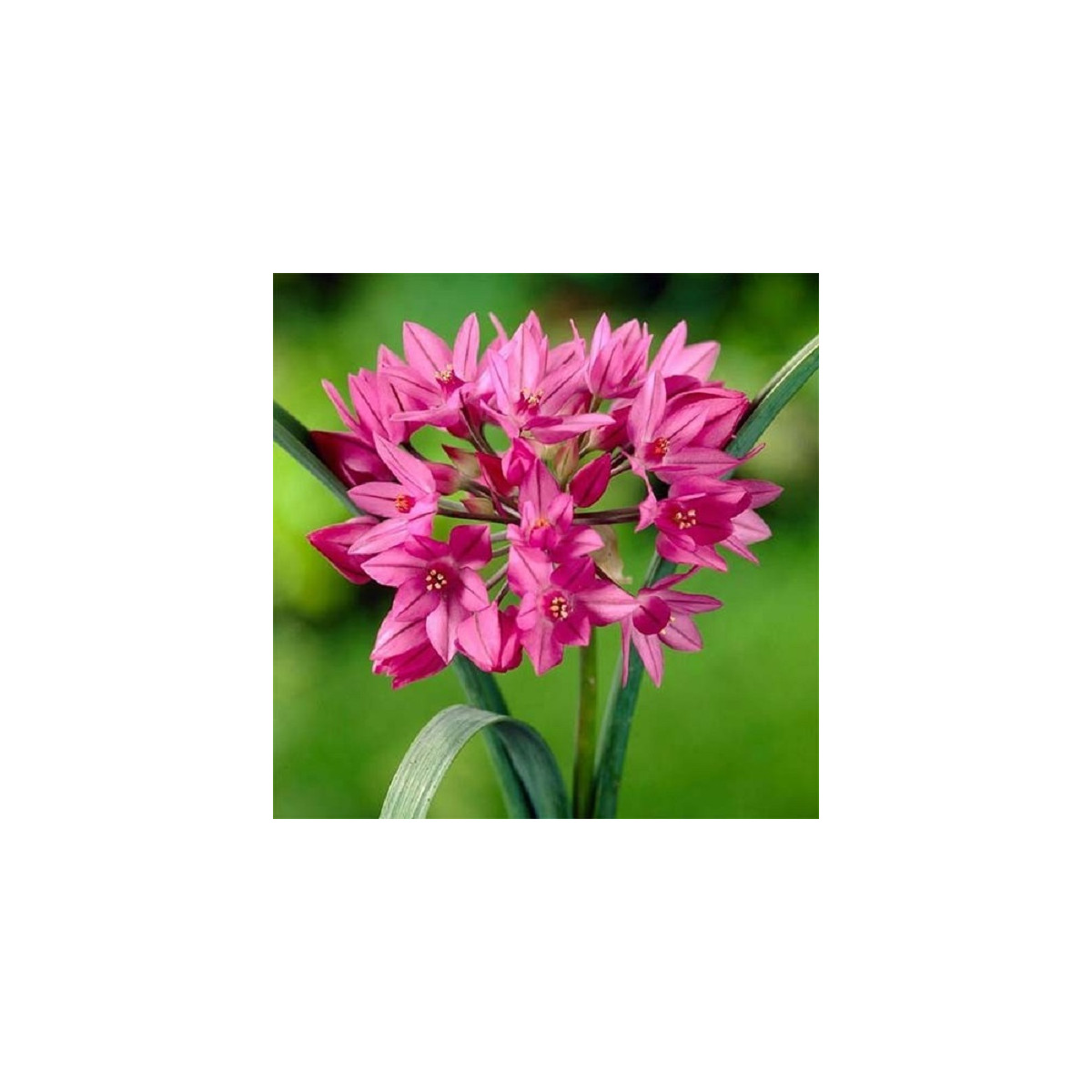 Česnek vysokohorský - Allium oreophillum - cibule okrasného česneku - 3 ks