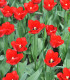 Tulipán Ile De France - Tulipa - cibule tulipánu - 3 ks