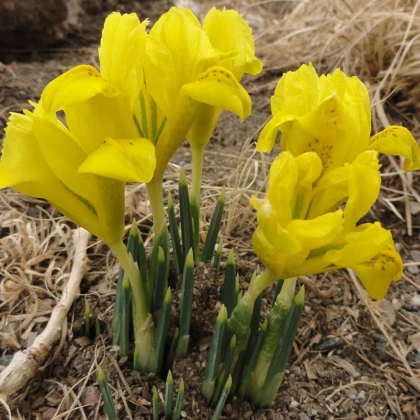Kosatec síťkovaný Danforda - Iris reticulata - hlízy kosatce - 3 ks