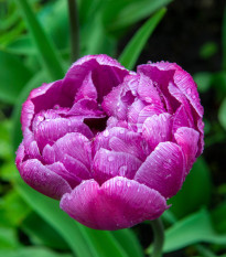 Tulipán plnokvětý Blue Diamond - Tulipa - cibule tulipánu - 3 ks