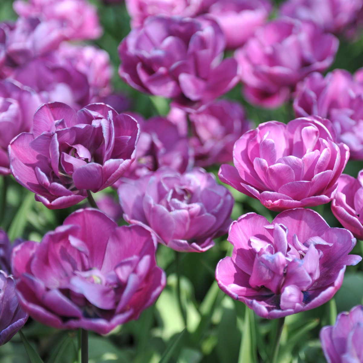 Tulipán plnokvětý Blue Diamond - Tulipa - cibule tulipánu - 3 ks
