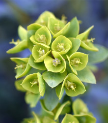 Pryšec statný - Euphorbia characias - semena pryšce - 18 ks