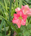 Hvězdník Susan - Hippeastrum - cibule hvězdníku - 1 ks