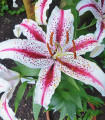 Lilie Dizzy - Lilium - cibule lilie - 1 ks