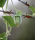 Okurka angreštová - Cucumis myriocarpus - semena okurky - 6 ks