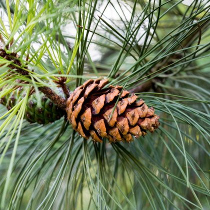 Borovice těžká - Pinus ponderosa - semena borovice - 6 ks