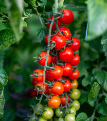 Rajče keříčkové Gartenperle - Solanum lycopersicum - semena rajčete - 10 ks