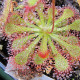 Drosera burkeana- semena- 15 ks