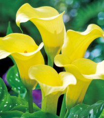 Kala Black Magic - Zantedeschia - hlízy kaly - 1 ks