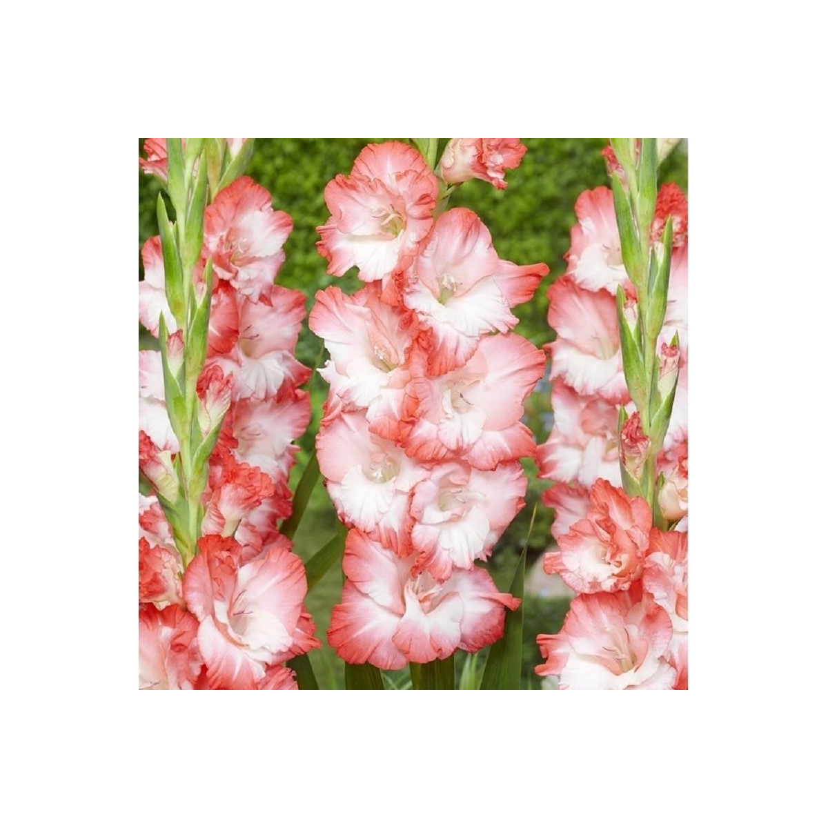 Gladiol Pink Lady - Gladiolus - hlízy mečíku - 3 ks