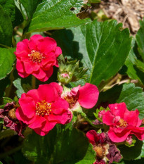 Jahodník Summer Breeze Rose F1 - Fragaria vesca - semena jahodníku - 10 ks