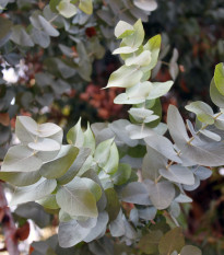 Eukalyptus Silver dollar - Blahovičník - Eucalyptus cinerea - semena eukalyptu - 7 ks