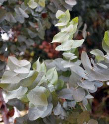 Eukalyptus Silver dollar - Eucalyptus cinerea - semena eukalyptu - 7 ks