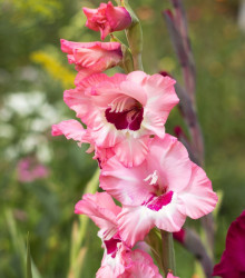 Gladiol Wine and Roses růžový - Gladiolus - hlízy mečíku - 3 ks