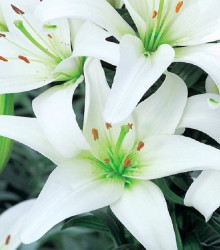 Lilie Canova - Lilium - cibule lilie - 1 ks
