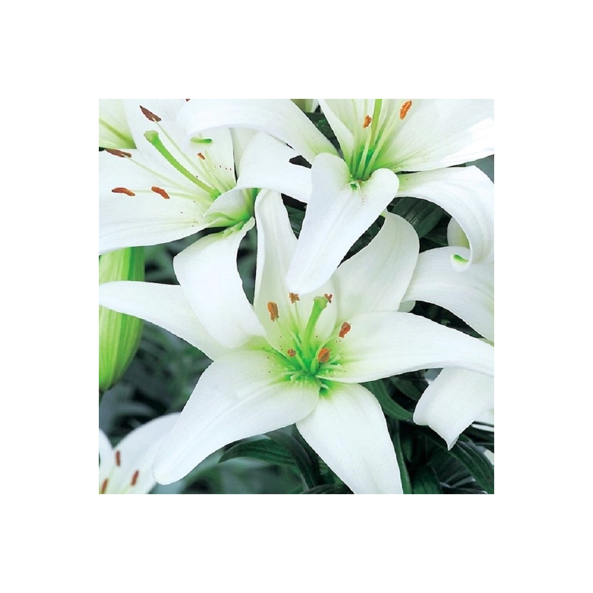 Lilie Canova - Lilium - cibule lilie - 1 ks