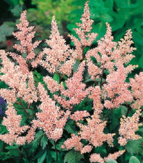 Čechrava Peach Blossom - Astilbe japonica - hlízy čechravy - 1 ks