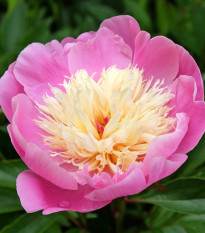 Pivoňka Bowl of Beauty - Paeonia lactiflora - hlízy pivoňky - 1 ks