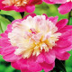 Pivoňka Gay Paree - Paeonia lactiflora - hlízy pivoňky - 1 ks