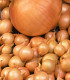 Cibule sazečka Štutgart - Allium cepa - cibulky - 250 g