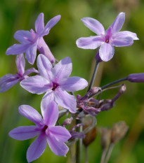 Česnek divoký BIO - Allium sativum - cibule česneku - 1 kus