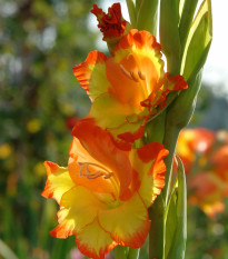 Gladiol Princess Margaret Rose - Gladiolus - hlízy mečíku - 3 ks