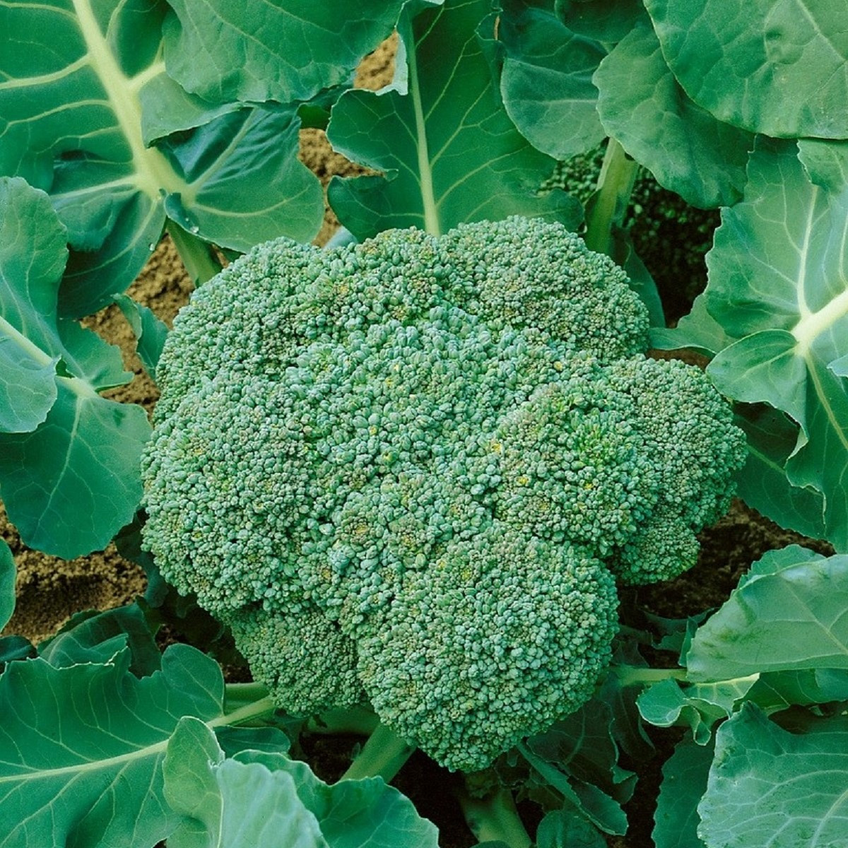 BIO Brokolice Calabrese Natalino - Brassica oleracea L. - bio semena brokolice - 30 ks