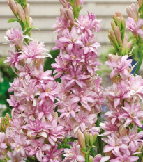 Tuberóza plnokvětá Pink Sapphire - Polianthes tuberosa - hlízy tuberózy - 1 ks