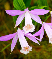 Plejonka - Pleione formosana - hlízy plejonky - 1 ks