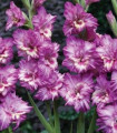 Gladiol Tango - Gladiolus - hlízy mečíku - 3 ks