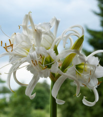 Peruánský narcis Festalis - Ismena - cibule ismény - 1 ks