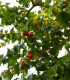 Surinamská třešeň - Eugenia Uniflora - semena třešně - 2 ks